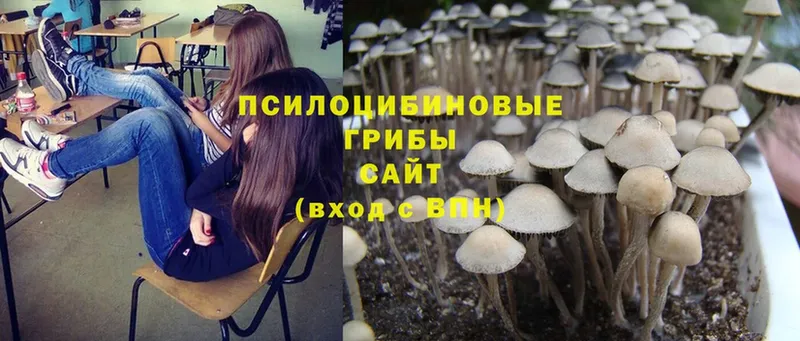 Галлюциногенные грибы Magic Shrooms  Йошкар-Ола 